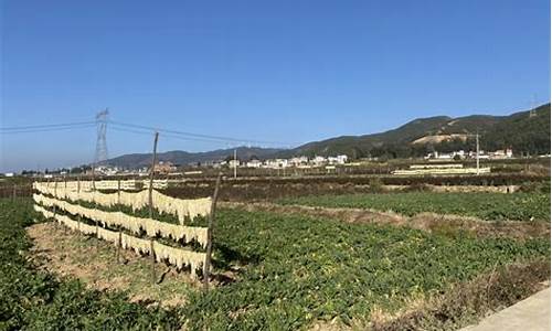 吉林省京京收市场发展前景
