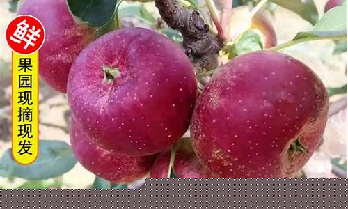 吉林地区小果回收市场潜力与发展趋势解析