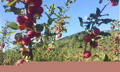 吉林地区小果回收发展趋势