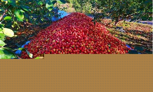 内蒙古自治区小果回收市场前景与发展分析