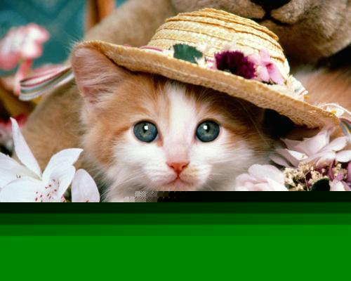 北京地区孩子王礼品卡购买指南与使用技巧