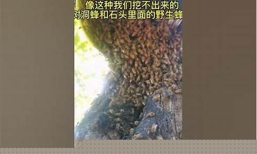 唐山蜜蜂养殖收卡技巧与市场前景分析